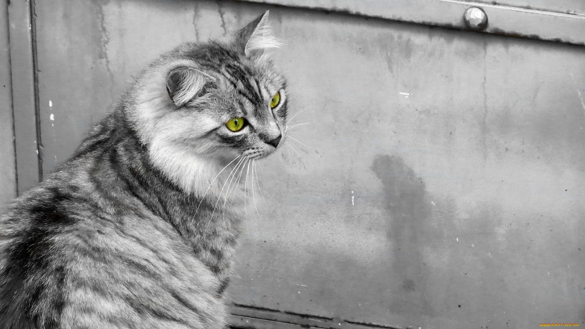 , , , cat, 